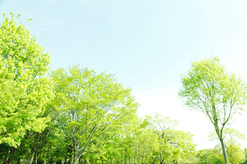 新緑の葉っぱ