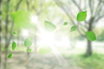 舞い散る新緑の葉っぱ