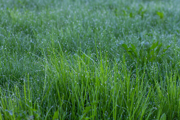 Green grass stalks with water drops