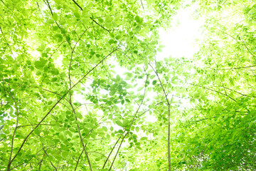 新緑の葉っぱ