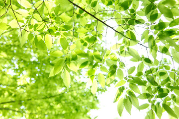 新緑の葉っぱ