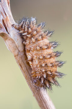 Close Up Of A Catepillar Infected By Entomopathogenic Fungus.
