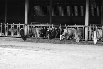 cows in stable