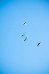 4 birds flying with blue sky behind