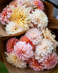 Two Bouquets of Dahlias Yellow Pink and White Flowers