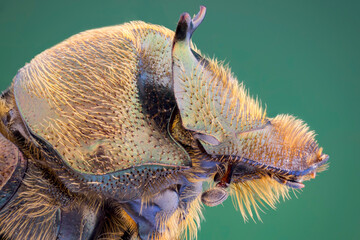 extreme close up of a horned dung beetle portrait.