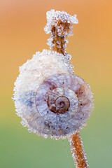close up of a land snail covered with ice crystals in hibernation on a stem.