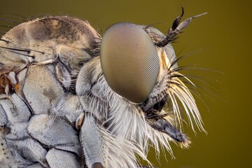 extreme close up of a robber fly.