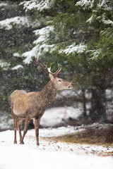 Naklejka na ściany i meble Red deer, cervus elaphus, watching aside inside winter forest. Brown stag observing in wilderness during snowstorm. Antlered mammal standing in woodland while snowing in nature.