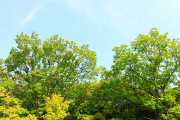 新緑の葉っぱと青空