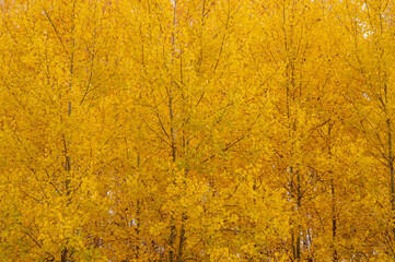 texture background of yellow autumn foliage, autumn tree fragment