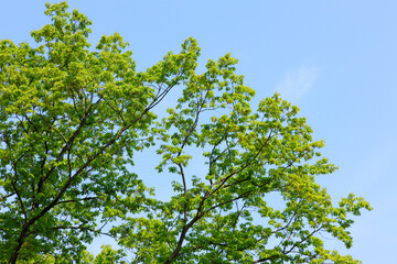 新緑の葉っぱと青空