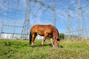 Brown horse grazes on the grass among high-voltage pylons, power lines. Concept: animals and...