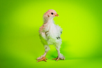 Light Brahma Farm Chicken