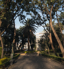 Camino de piedra con hojas tiradas en un parque con &aacute;rboles y gente, en la ciudad de m&eacute;xico