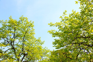 新緑の葉っぱと青空