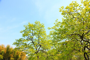新緑の葉っぱと青空