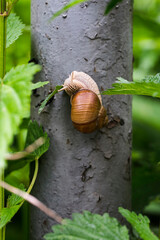 Snail crawling on a metal pipe.