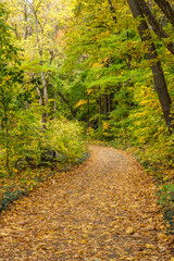 Fototapeta na wymiar path in autumn forest