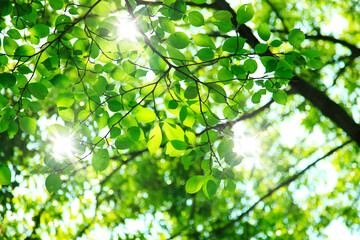 新緑の葉っぱ