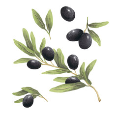 olive branch hand drawn on a white background illustration