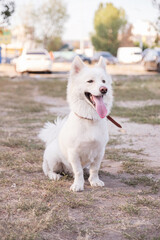 Cute half-breed samoyed dog on a walk in summer day at park.
