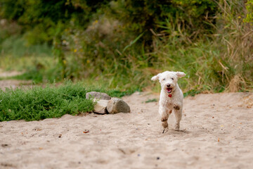 Naklejka premium Cute white dog