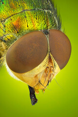 extreme close up of a green blow fly portrait