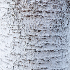 Birch bark tree texture natural background close-up