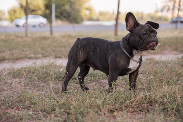 French bulldog  on a walk at park in summer day surrounded by other dogsm