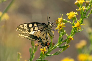Papilio machaon 