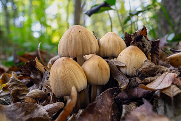 wide angle close up of a mica cap mushroom pack on the forest ground.