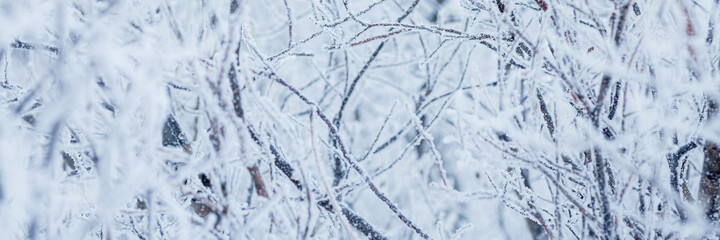 Snow and rime ice on the branches of bushes. Beautiful winter background with trees covered with hoarfrost. Plants in the park are covered with hoar frost. Cold snowy weather. Cool frosting texture.