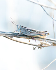 Eyprepocnemis plorans grasshopper