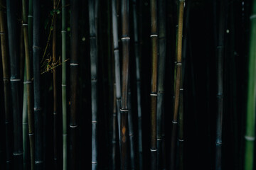 Fototapeta premium Dark Bamboo Forest