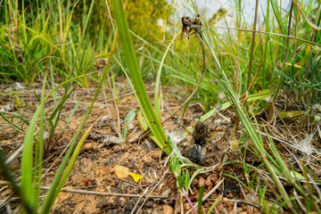 ground level wide angle close up of a wolf spider at the edge of its nest.