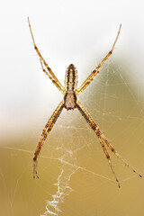 close up of a argeope spider male on the web