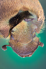 extreme close up of a true dung beetle portrait. ground beetle.