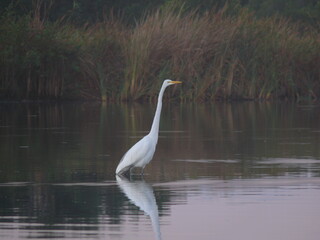 great heron