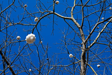 Silk Floss Tree (Ceiba speciosa or Chorisia speciosa), Rio, Brazil