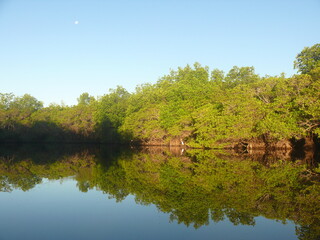 Fototapeta na wymiar trees reflected in water