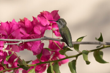 Bougainvillea scarlet and hummingbird green gleam in Arizona morning