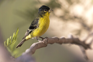 Lesser Goldfinch perched on mesquite tree branch in Arizona