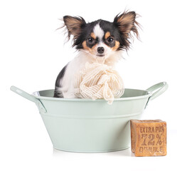 Young Chihuahua in a green basin