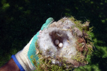 Vogelnest mit zwei nicht ausgebrüteten Eiern