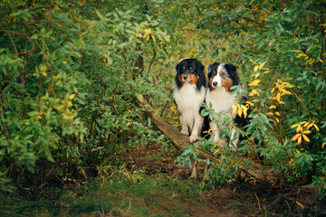 two dogs peeks out of the autumn leaves. Tricolor Australian Shepherd. Portrait of a pet in nature