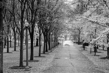 tree lined path in the park