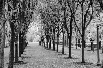 tree lined path in the park