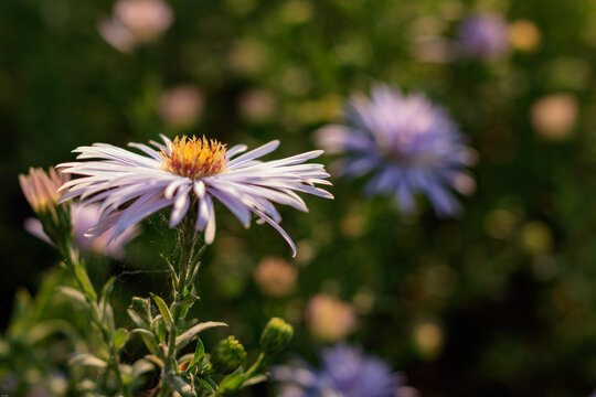 Close up of Aster flower with bokeh background