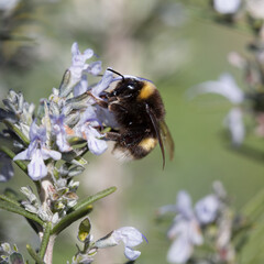 Bumblebee gathering rosemary flowers